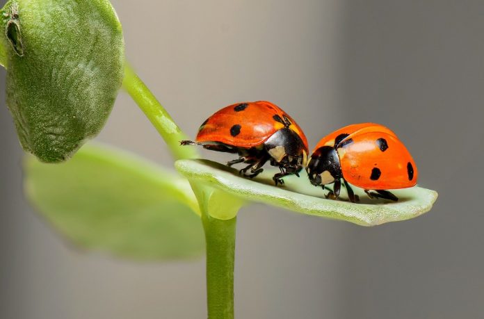 ladybugs ladybugs