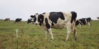 Cows in a field.