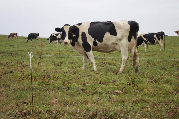 misty_valley_farm_1 Cows in a field.