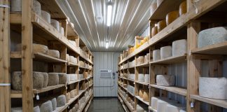 cheese in an aging room
