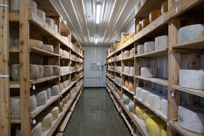 old-forge-dairy-2 cheese in an aging room