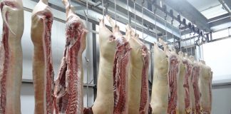 hanging pork at a slaughterhouse