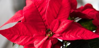 poinsettia