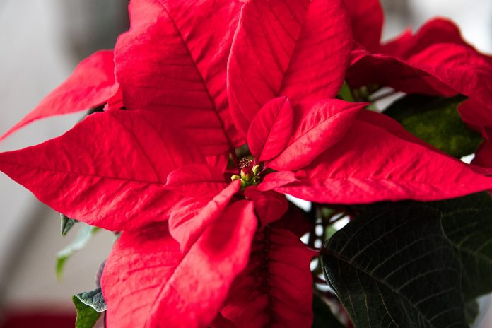 poinsettia poinsettia