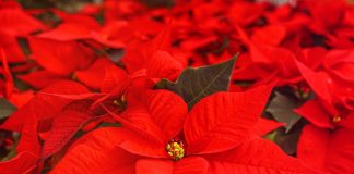 poinsettias