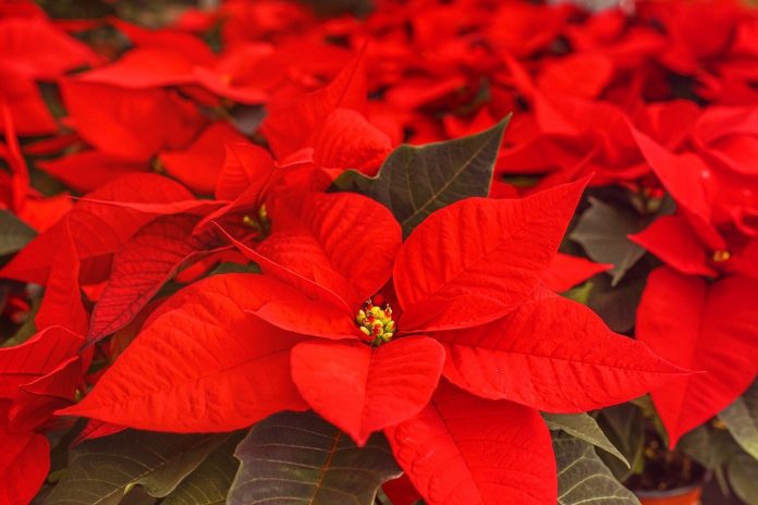 poinsettias poinsettias