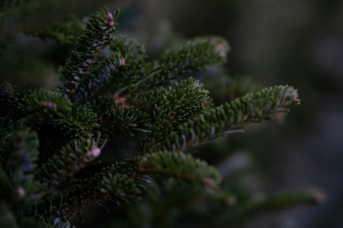 pine tree