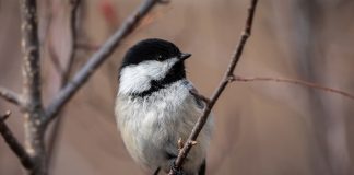 chickadee