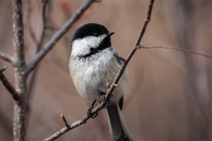chickadee chickadee