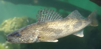 Saugeye
