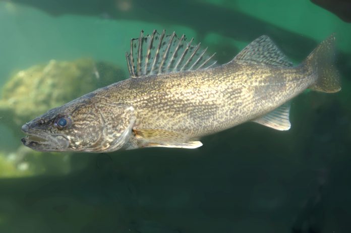 Saugeye Saugeye