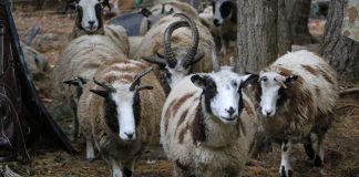 Jacob sheep