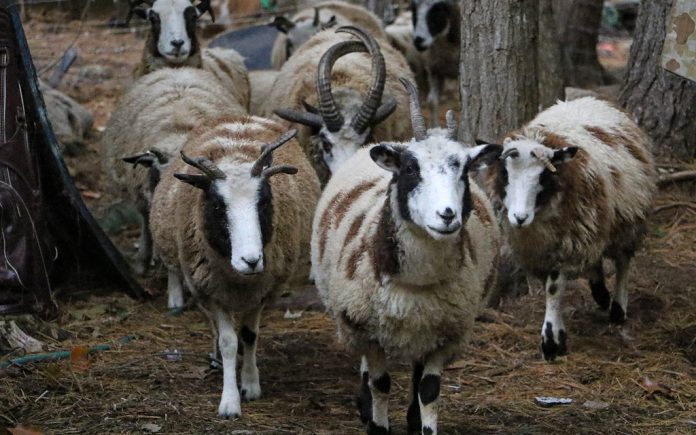 2Y6A6739_edited Jacob sheep