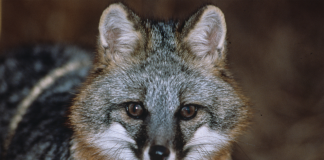 grey fox
