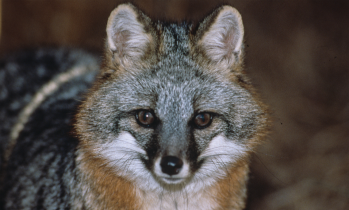 grey fox grey fox