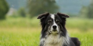 border collie