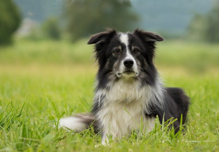 border collie border collie