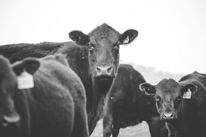 beef cattle beef cattle