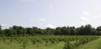 A field with hemp plants growing in it.