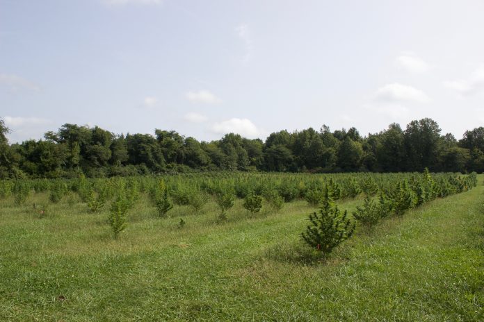 hemp_research_backup_5 A field with hemp plants growing in it.