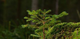 conifer