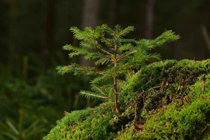 conifer conifer