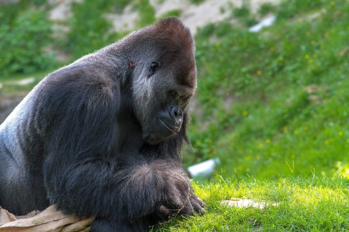 gorilla gorilla