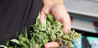 A close up view of the top of a harvested hemp plant.