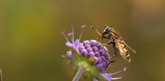 hoverfly