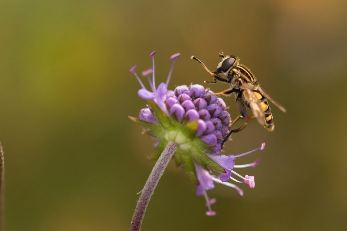 hoverfly hoverfly