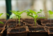 chili pepper seedling
