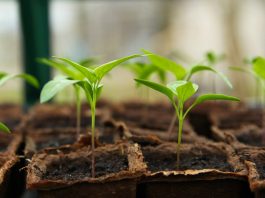 chili pepper seedling