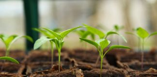 chili pepper seedling