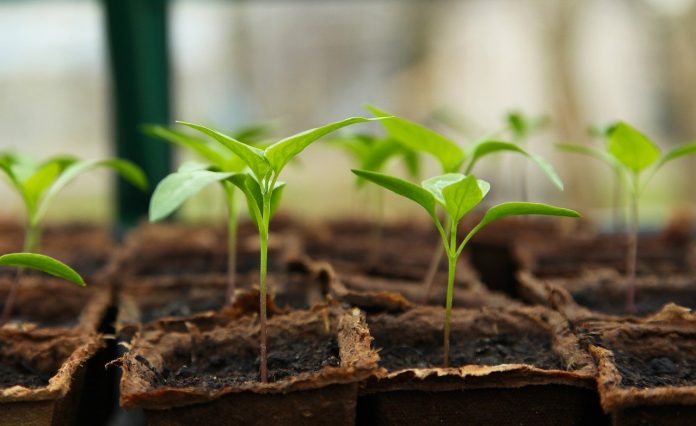 chili pepper seedling chili pepper seedling