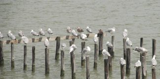 Chesapeake Bay