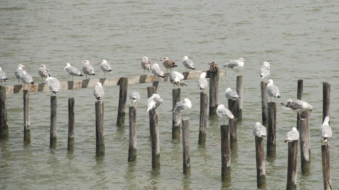 Chesapeake Bay Chesapeake Bay