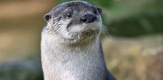 river otter