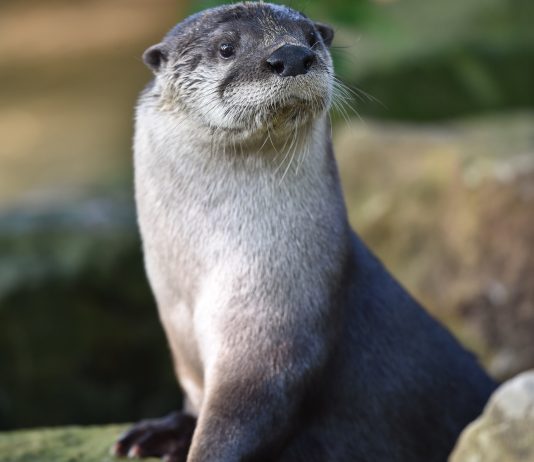 river otter