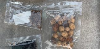 seeds