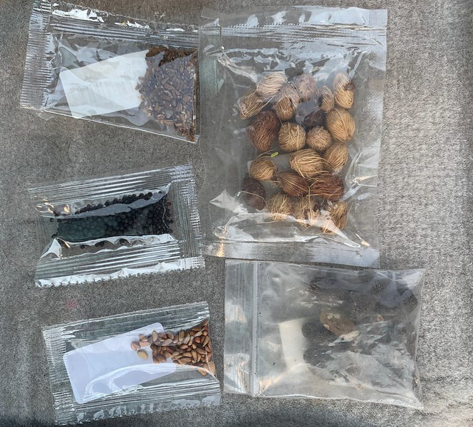 seeds seeds