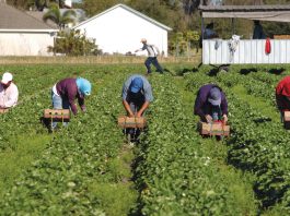 migrant workers pick strawberries