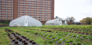 Crops and greenhouses at an urban farm, in Cleveland.
