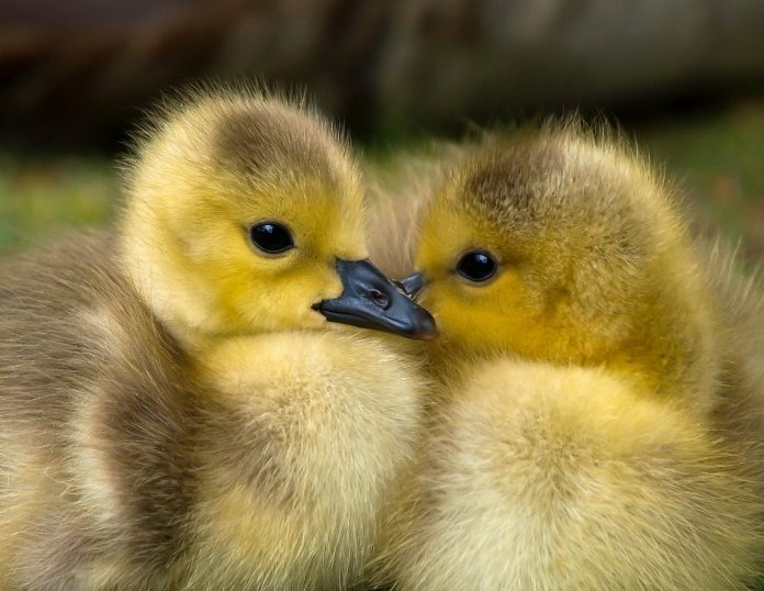duckling duckling