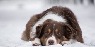 australian shepherd in the snow