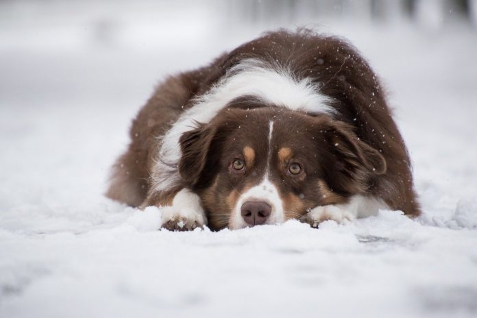 australian shepherd in the snow australian shepherd in the snow