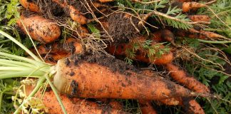 carrot