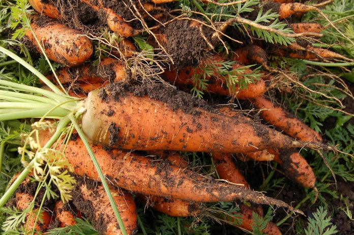 carrot carrot