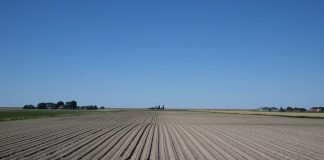 crop rows