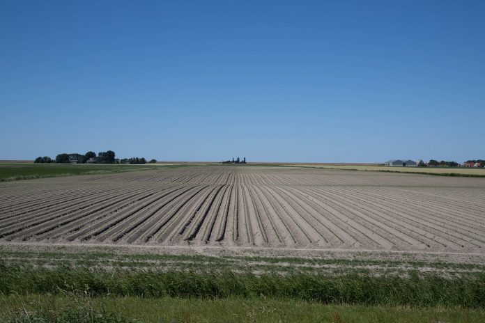 crop rows crop rows