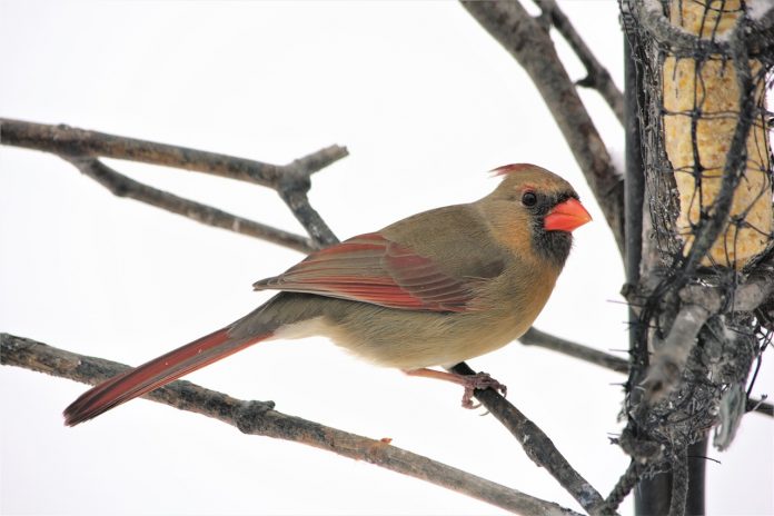 female cardinal female cardinal